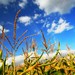 Crops, thumbnail